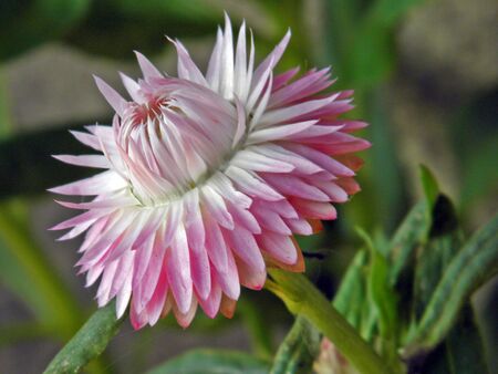 Always live flower      の写真素材