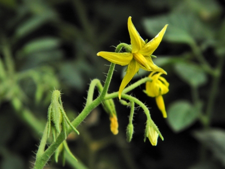 tomato blossom    の写真素材