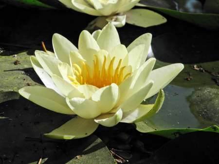 water flowerの写真素材