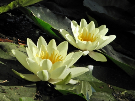 water flowers   の写真素材