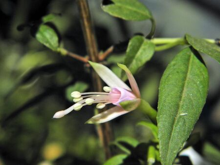 strange flowerの写真素材