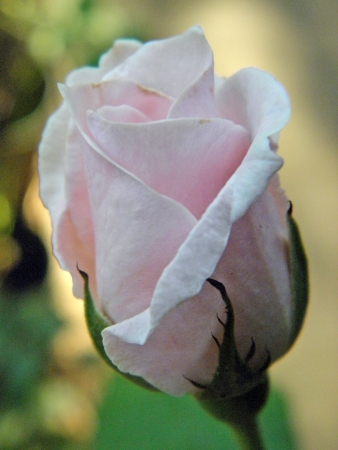 Rose Blossom  の写真素材