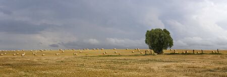 summer panorama landscape at a field with a treeの写真素材