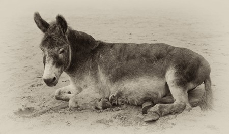 vintage sepia toned image of a very old donkey lying in the sandの写真素材