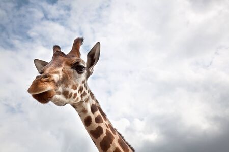 Head of a Giraffe in the wild against the skyの写真素材