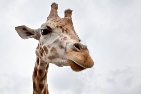 Head of a Giraffe in the wild against the skyの写真素材