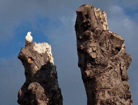 white dove sitting on an old tree in front of a blue skyの写真素材