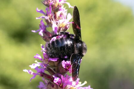 insect that lives on wild plantsの写真素材