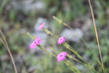 Beautiful mountain flowers in the parkの写真素材