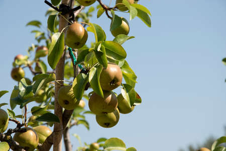 Apples on a tree branch, healthy and delicious fruitの写真素材