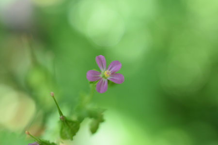 Geranium lucidum, Glossy Geranium. Wild white mountain flowers in the Simbruini Mountains Park, Italy.の写真素材