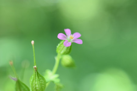 Geranium lucidum, Glossy Geranium. Wild white mountain flowers in the Simbruini Mountains Park,...