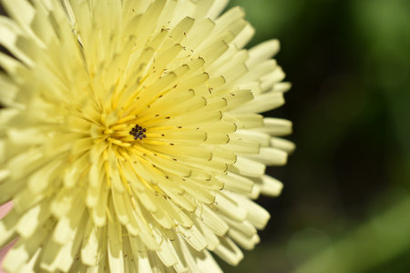 Urospermum dalechampii, Boccione major. Wild white mountain flowers in the Simbruini Mountains Park, Italy.の写真素材