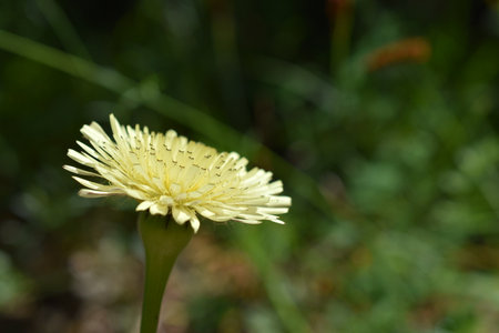 Urospermum dalechampii, Boccione major. Wild white mountain flowers in the Simbruini Mountains Park, Italy.の写真素材