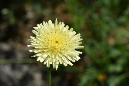 Urospermum dalechampii, Boccione major. Wild white mountain flowers in the Simbruini Mountains Park, Italy.の写真素材