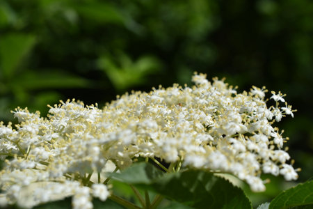 Sambucus nigra, Black Elderberry. Wild white mountain flowers in the Simbruini Mountains Park, Italy.の写真素材