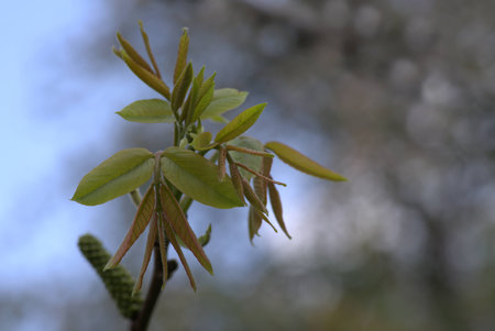 Budding Walnut Treeの写真素材