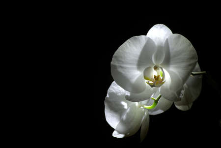 White flowers of orchid with black background , extra largeの写真素材