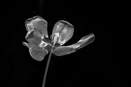 Very blooming flower of tulip in black and white conceptの写真素材