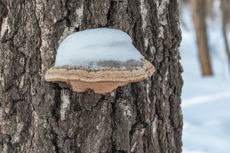 Tree fungus covered with snow on the old tree bark. Close up.