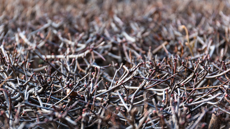 Abstract background with close-up view of twigs and branches of bushesの写真素材
