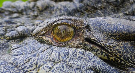 Close Up eye of a saltwater crocodile in the tropical north of Australia.の写真素材