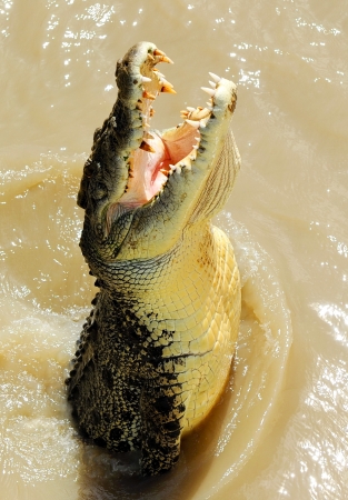A jumping saltwater crocodile in the tropical Top End north of Australia, a dangerous predator and fascinating reptile.の写真素材