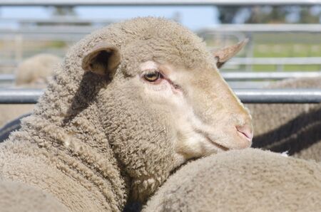 Portrait of sheep before the shearing, standing outdoor in paddock with mob の写真素材