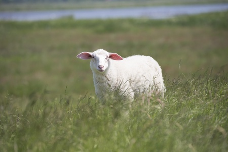 Portrait single sheep standing in high grass of meadow at sunny summer day outdoor, with blurred background of green field の写真素材