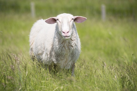 Portrait single sheep standing in high grass of meadow at sunny summer day outdoor, with blurred background of green field.の写真素材
