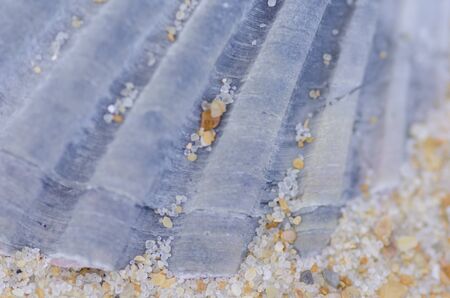 Closeup detail of defocused Single seashell at beach with fine grain of sandの写真素材