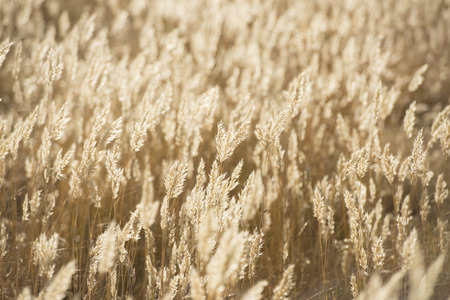 Summer wheat flowers in bright golden twilight sunshineの写真素材