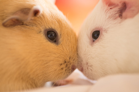 Close up furry domesticated guinea pigs cuddling face to face, blurred background.の写真素材