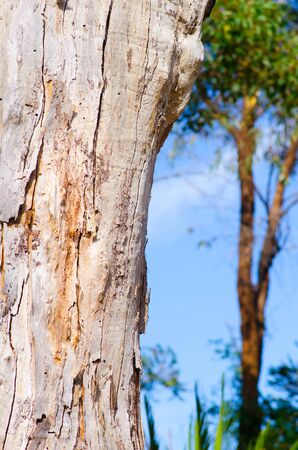 Close up of rough and textured bark of Australian gumtree, with blurred background of forest and blue sky as copy space.の写真素材