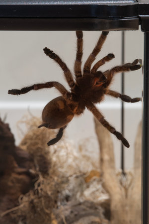 Spider Golden Blue Legged Baboon on a glass wall.の写真素材