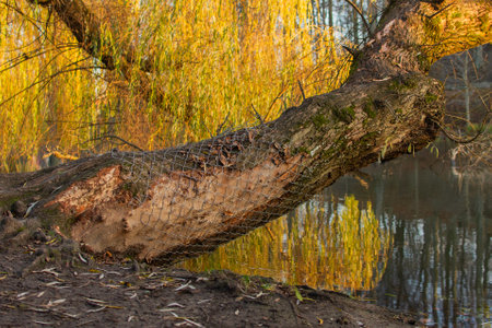 A tree's trunk protected against beaversの写真素材