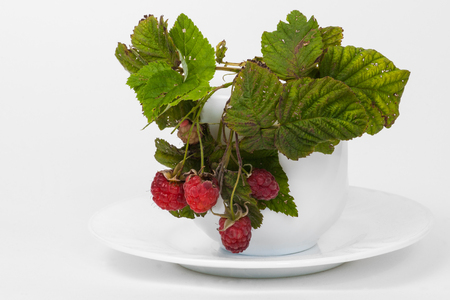 Green leaves, red raspberries in a white tea cup and saucer against white background