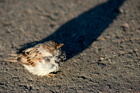 Small adorable house sparrow bird sits on asphalt. Long dark shadow. Autumn sunsetの写真素材