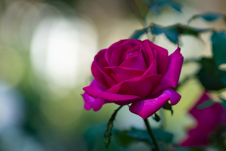 Red rose flower against smooth blurry background. Beautiful floral summer scene. Free space to enter textの写真素材