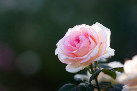Pink rose flower against dark smooth blurry background. Beautiful floral summer scene. Free space to enter textの写真素材