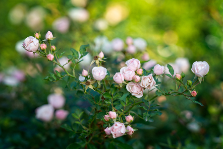 Group of soft pink rose flowers on a flower bed in the summer garden. Red and green colors. Positive mood. Free space to enter textの写真素材