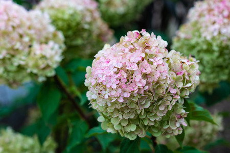 Closeup view of bunches of hydrangea flower of light pink and white colors. Beautiful floral scene