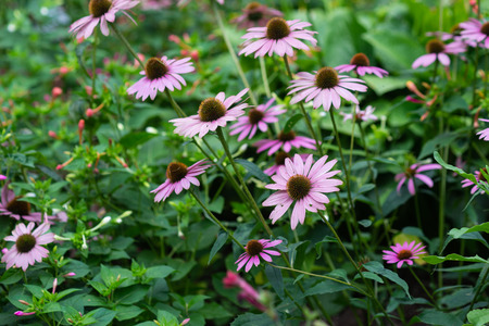 Pink Rudbeckia flowers on a flower bed in the garden. Green stems and leaves. Beautiful floral...