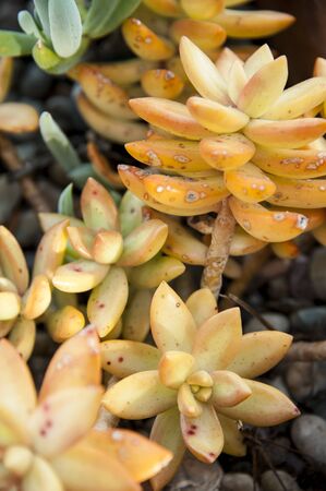 The Golden Sedum, a tender succulent with bright yellow rubbery leavesの写真素材