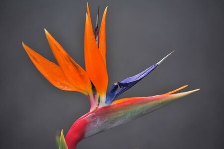Bird of paradise isolated on a softly focused dark grey backgoundの写真素材