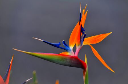 Birds of paradise isolated on a softly focused dark grey backgoundの写真素材