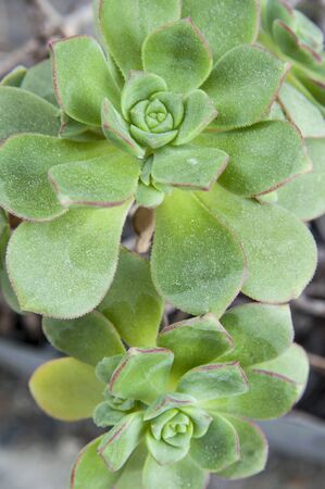 Bright green succulent with red-trimmed leaves known as Crassulaceae, also called the Mexican Snow Ballの写真素材