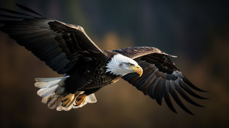 Adult Bald Eagle in flight.の素材