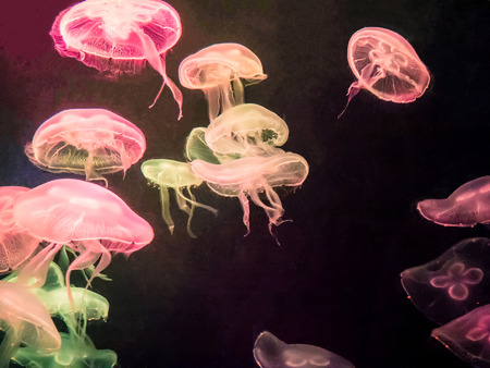 selective focus of jellyfishes on black backgroundの写真素材