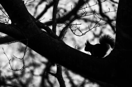 Squirrel silhouette on a branchの写真素材